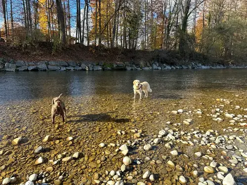 Two dogs playing in the river during an autumn walk with PAWZ
