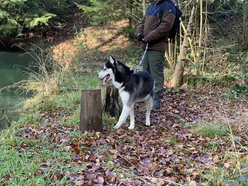 Husky on a leash during a professional walk with PAWZ