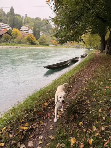 Labrador walking along the Aare river in Bern – PAWZ dog walking